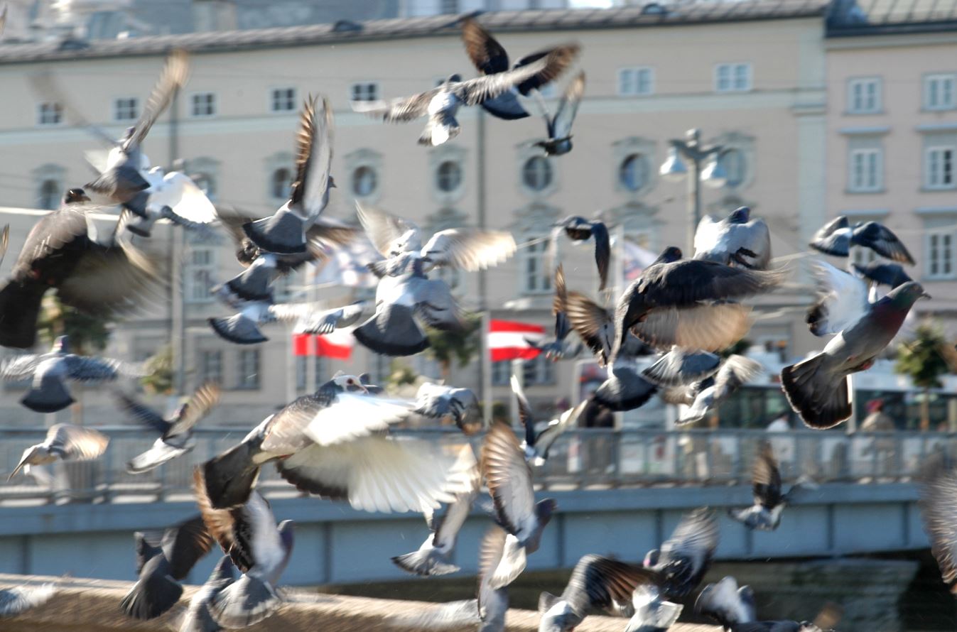 Verbotene Taubenfuetterung an der Staatsbruecke.